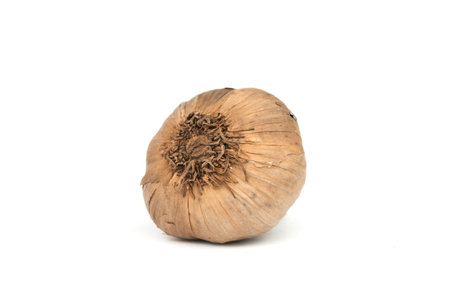 Whole black garlic head isolated on the white background (Allium sativum)の写真素材