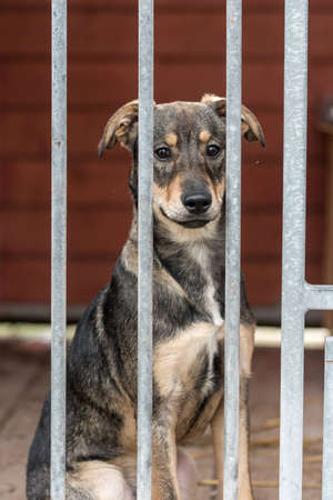 Poor mutt dog in the shelter