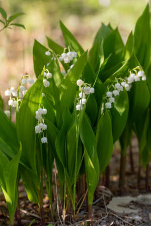 Lily of the valley flower (Convallaria majalis)