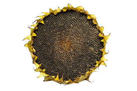 Sunflower isolated on white backgroundの写真素材