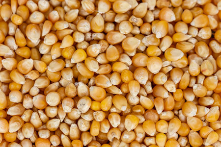 Corn seeds closeup as a background. Macro. Whole background.の写真素材