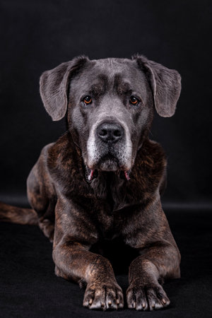 Studio shot of a mixed breed dog lying on a black background.