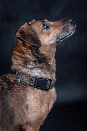 Studio portrait of a mixed breed dog on a black background