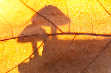 mushrooms silhouette