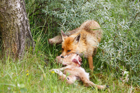 red fox with preyの写真素材