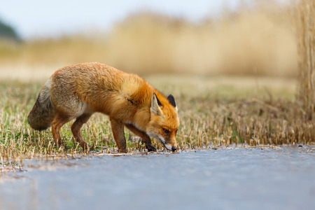 Red fox near a stream  の写真素材