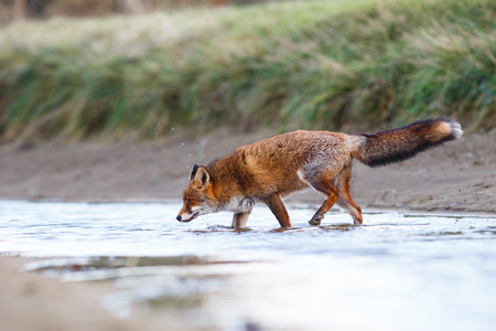Red fox crossing a stream  の写真素材