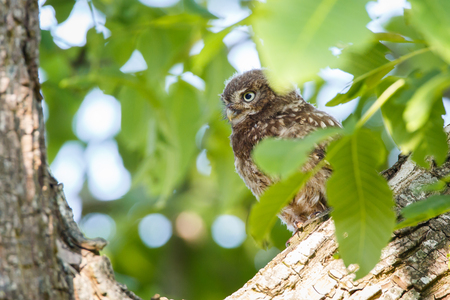 little owl in a treeの写真素材
