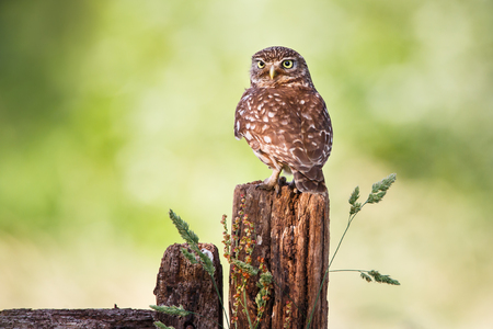 little owl on a poleの写真素材