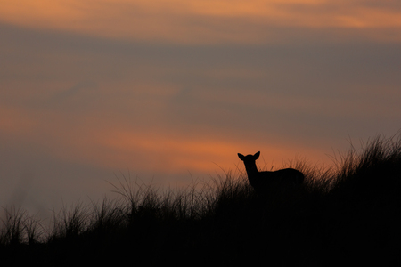 Fallow deer in the last light of the dayの写真素材