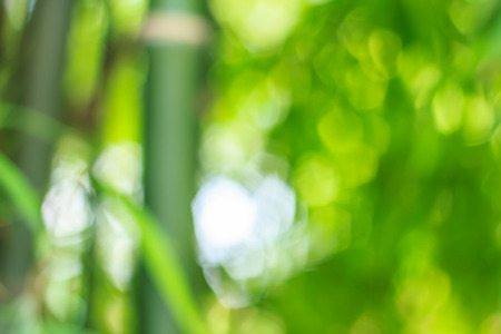 Abstract nature green bokeh green backgroundの写真素材