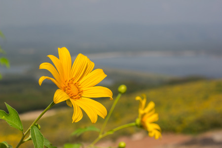 yellow mexican sunflower and blur backgroundの写真素材
