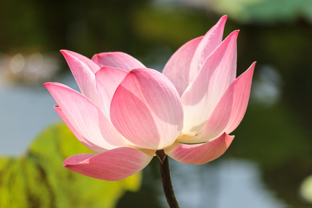 Pink lotus blooming in the pondの写真素材