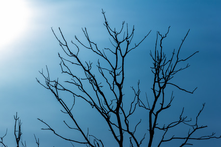 silhouette old dead tree in scare nightの写真素材