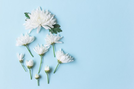 white chrysanthemum on blue background with copy space for text in top viewの写真素材