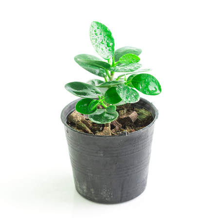 mini plant in potted on white backgroundの写真素材