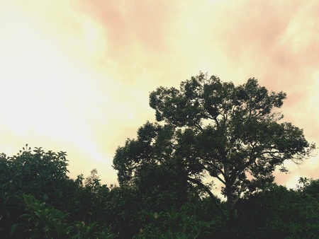 Tree sky nature