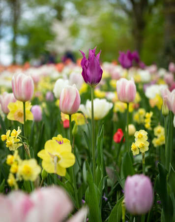 Colorful tulipsの写真素材