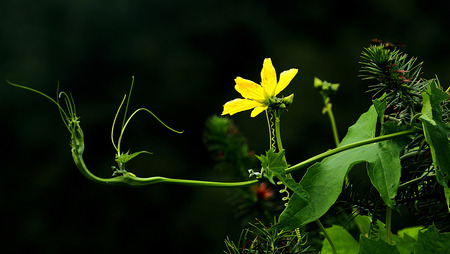 yellow flowerの写真素材
