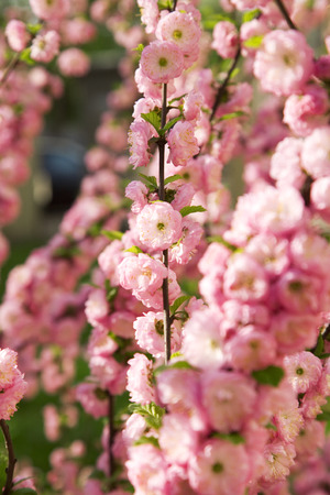 Decorative almonds plentifully blossom in beams of the sun.の写真素材