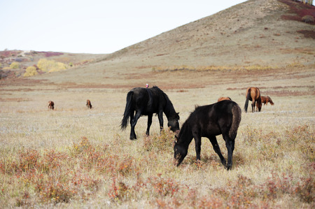 Inner Mongolia grassland sceneryの写真素材