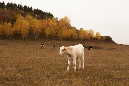 Saihanba grassland of Hebei province in autumnの写真素材