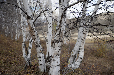 Hebei fengning bashang Birch の写真素材