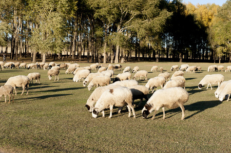 Hebei fengning bashang flock of Beijing North Prairieの写真素材