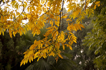 Early winter Ginkgo leavesの写真素材