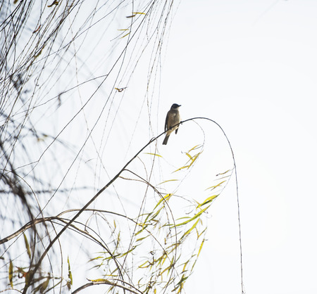 Bird feedingの写真素材