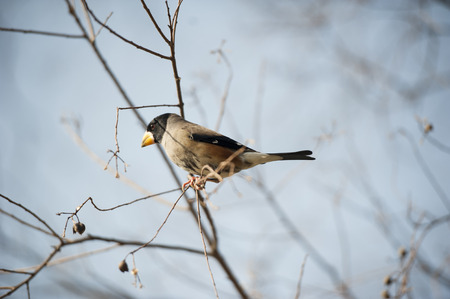 Bird feeding