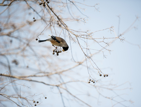 Bird feedingの写真素材