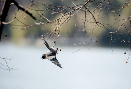 Bird feedingの写真素材