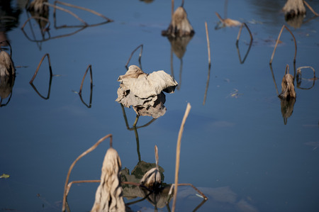 Savage Lotusの写真素材