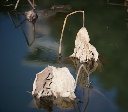 Savage Lotusの写真素材