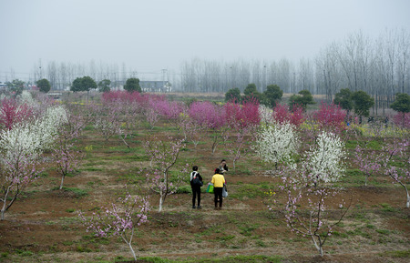 Peach blossom in full bloomのeditorial素材