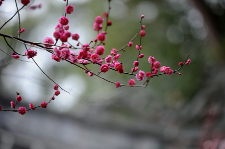 Zhejiang Taizhou: Temple of the Sui dynasty , Plum in full bloomの写真素材