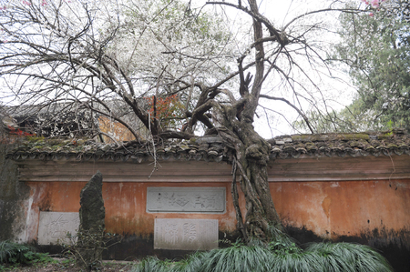 Zhejiang Taizhou: Temple of the Sui dynasty , Plum in full bloomのeditorial素材