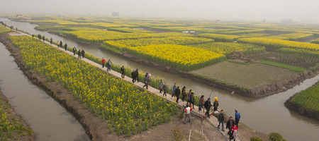 Landscape view of a rape blossom field 