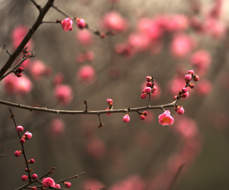 Hefei xiaoyaojin Park Plum Blossom in full bloomの写真素材