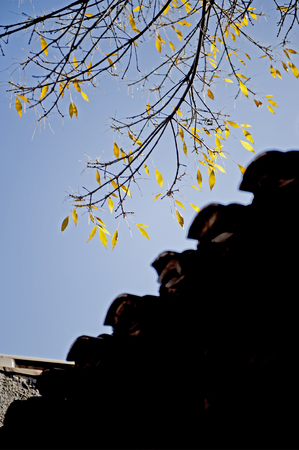 Autumn Beijing Hutong