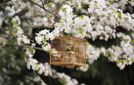 Caged birdsの写真素材