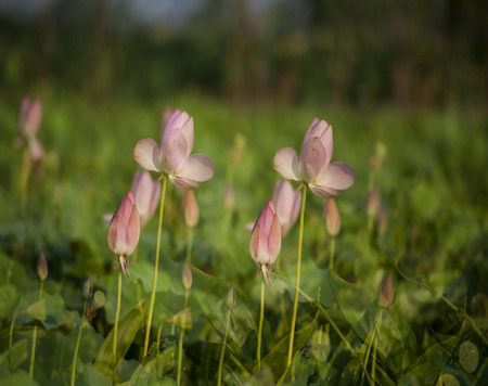 Close up to lotus budの写真素材