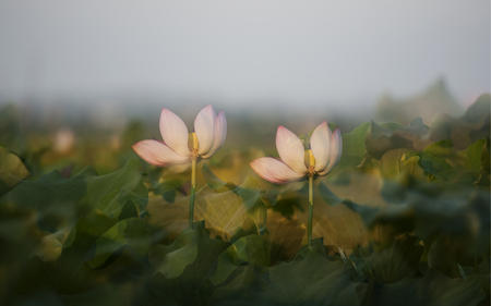 Lotus blossomingの写真素材