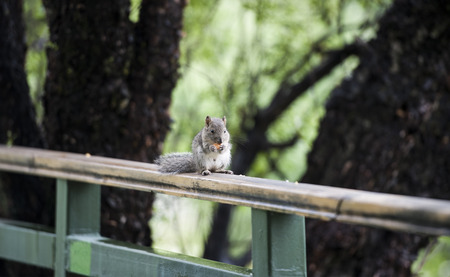 squirrelの写真素材