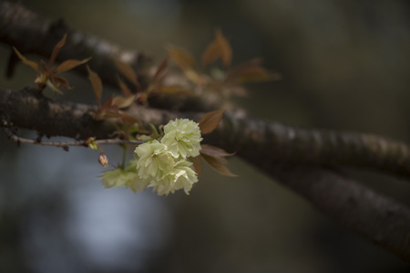 sakuraの写真素材