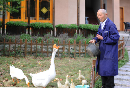 White Geese with old manのeditorial素材