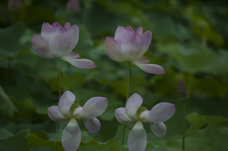 Early summer lotusの写真素材