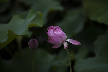 Early summer lotusの写真素材