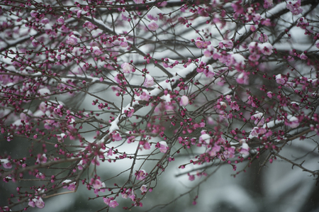 red plum close up viewの写真素材